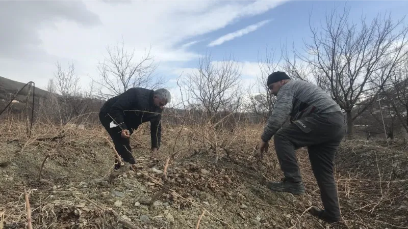 Üzüm bağlarında ilkbahar bakımı