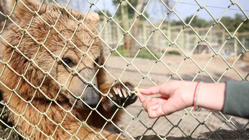 Dünya Ayı Günü’nde ayılara balkabağı pastası