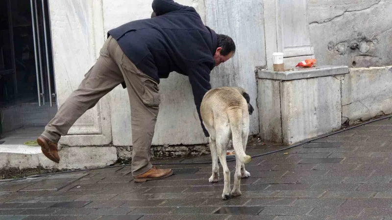 Sokak köpekleri İstiklal Caddesi’ndeki bir lokantanın müdavimi oldu