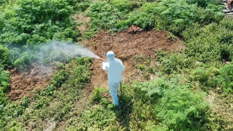 Hava sıcaklığı artarken çıkan haşerelere karşı uzmanı uyardı