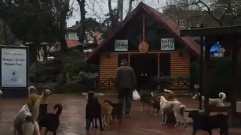 Çaycuma’da sürü halinde gezen sokak köpekleri korkutuyor