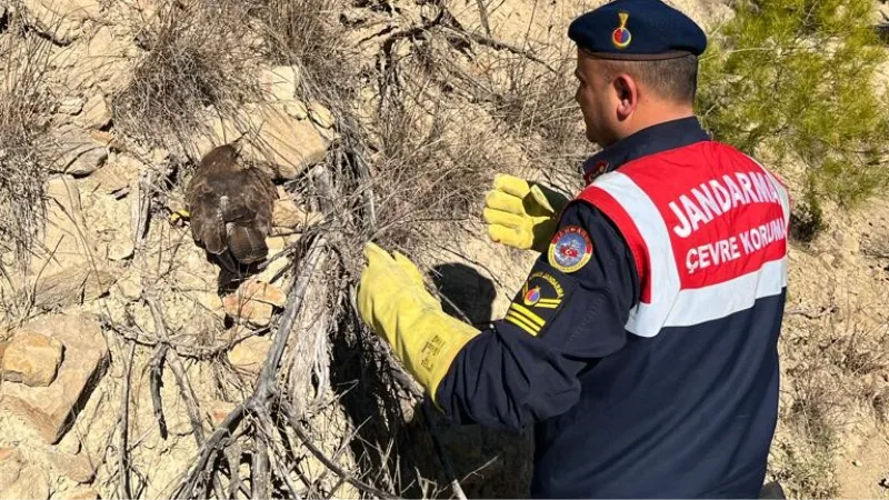 Ormanda yaralı bulunan kartal koruma altına alındı