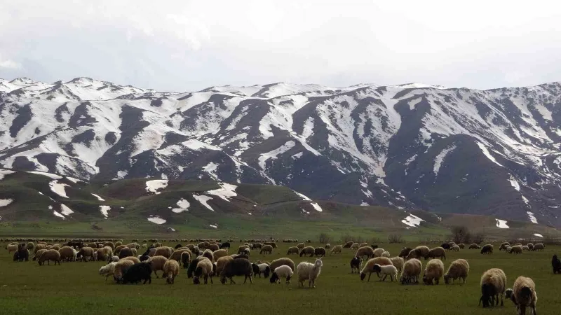 Yüksekova’da koyunlar meraya çıkmaya başladı
