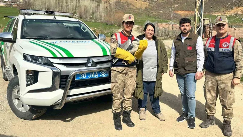 Şemdinli’de gri balıkçıl türü kuş bulundu