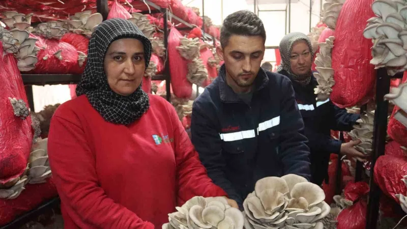 Yılın ilk hasadında 370 kilo mantar toplandı