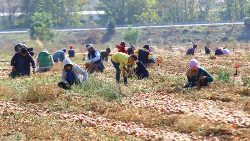 Hasadın artmasıyla soğan fiyatlarının düşmesi bekleniyor