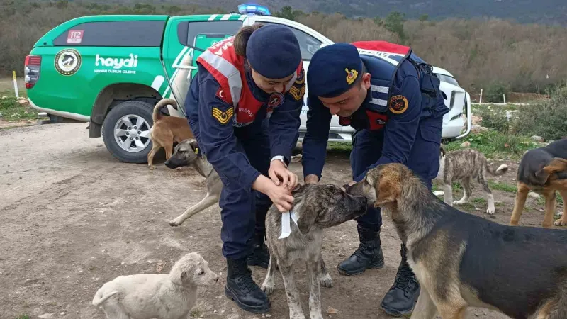 Jandarma sokak hayvanlarına reflektif tasma taktı