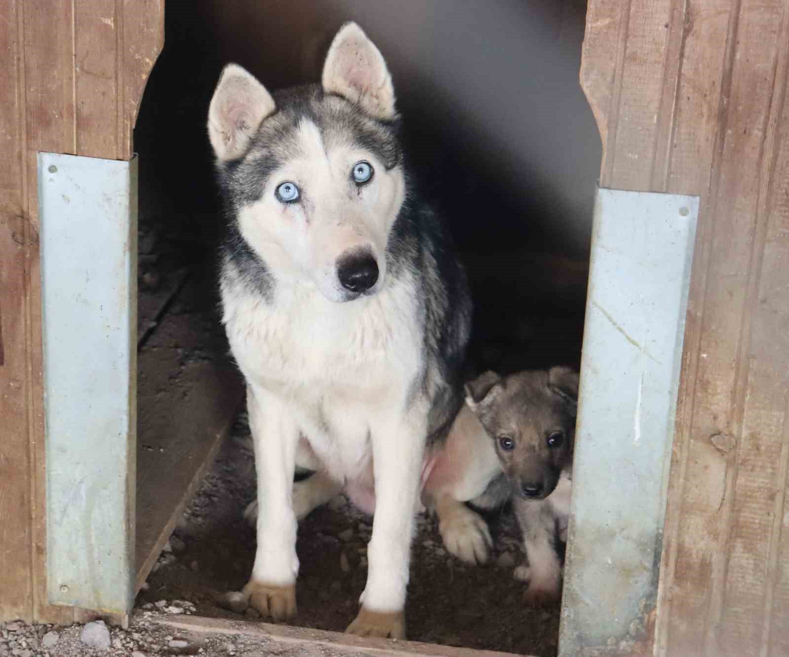 Depremzede köpekler rehabilite ediliyor