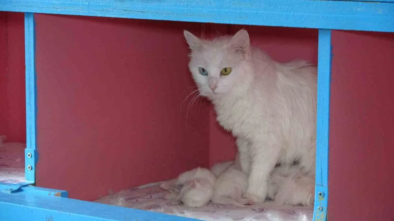 Van Kedi Villası’nda 20 kedi doğum yaptı