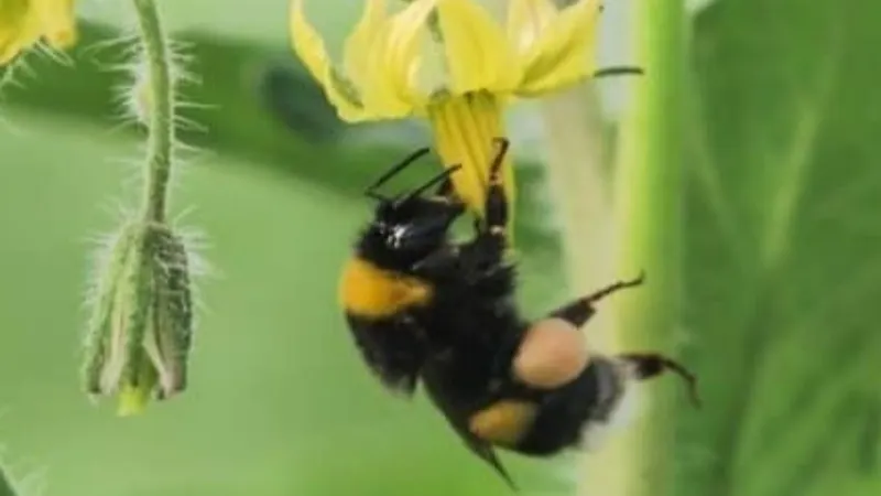 Ordu’da seralara bombus arısı dopingi