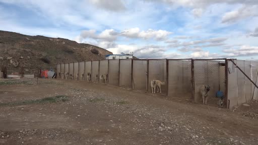 Kangal köpeğini dışkısından tanımak mümkün