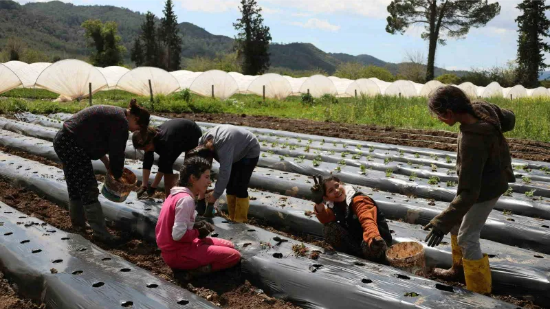 Tarım bölümü öğrencileri hem öğreniyor, hem üretiyor