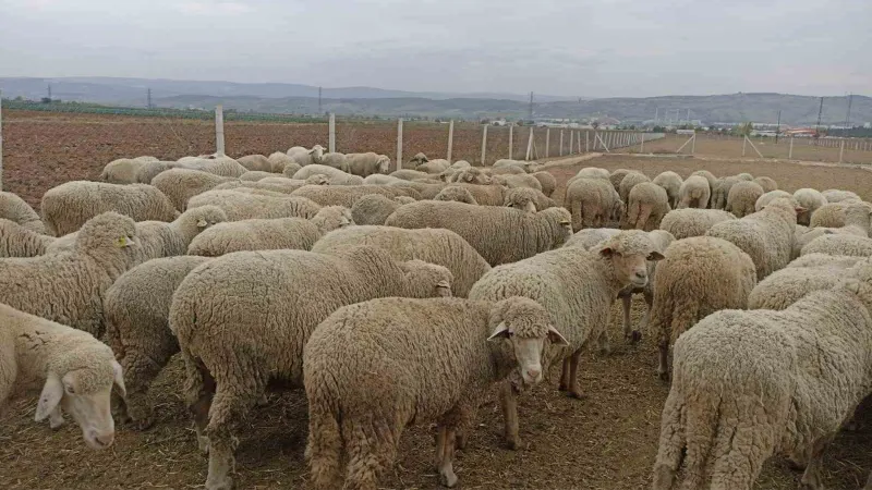 Hayvan pazarlarının kapalı olması üreticiyi düşündürüyor