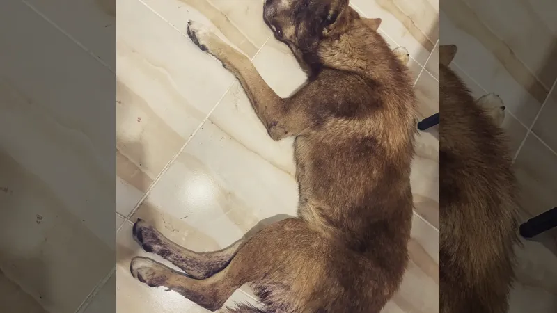 Av tüfeği ile vurulan köpeğin vücudunda 100’den fazla saçma tespit edildi