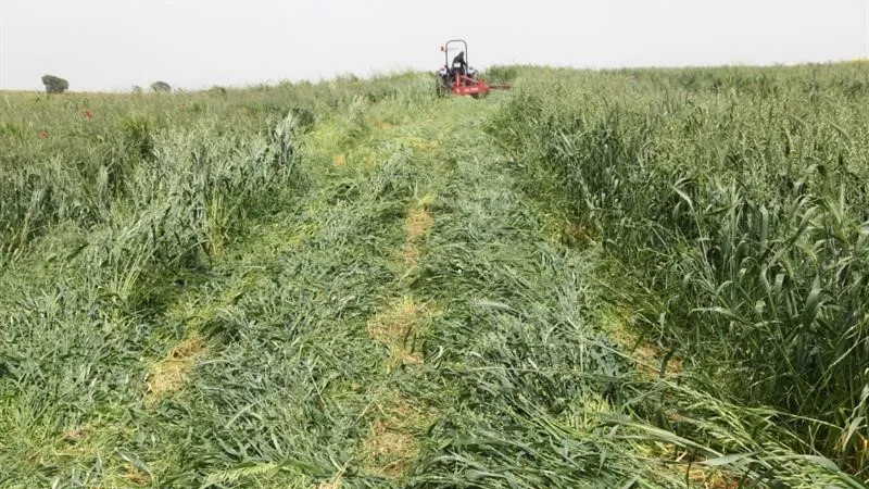 Dört dörtlük projede hasat başladı