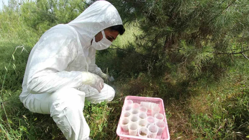 İzmir Aliağa’da ‘terminatör’ böcekler doğaya salındı