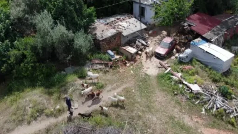 Antalya’nın lüks keçileri, turistleri ve vatandaşları hayran bırakıyor