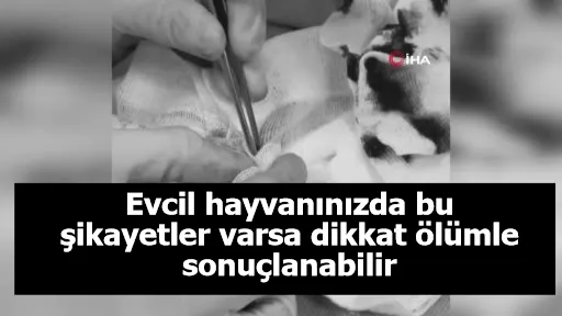 Evcil hayvanınızda bu şikayetler varsa dikkatölümle sonuçlanabilir