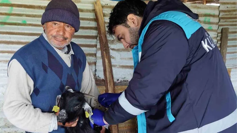 Hisarcık’ta veba aşılaması ve küpeleme çalışması