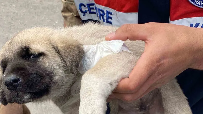Yaralı yavru köpeğe hayvanları koruma timi müdahale etti