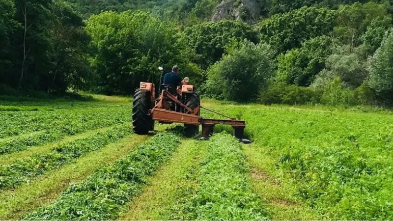 Edirne’de tarlada 228 bin kök kenevir ele geçirildi