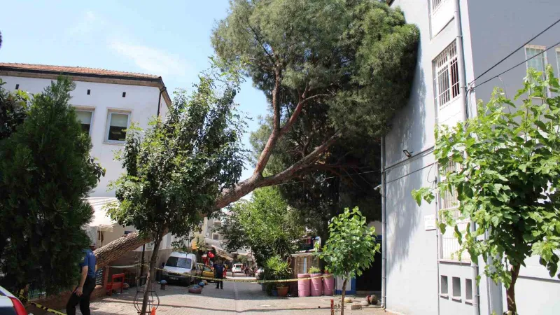 Asırlık ağaç polis karakolunun üzerine devrildi