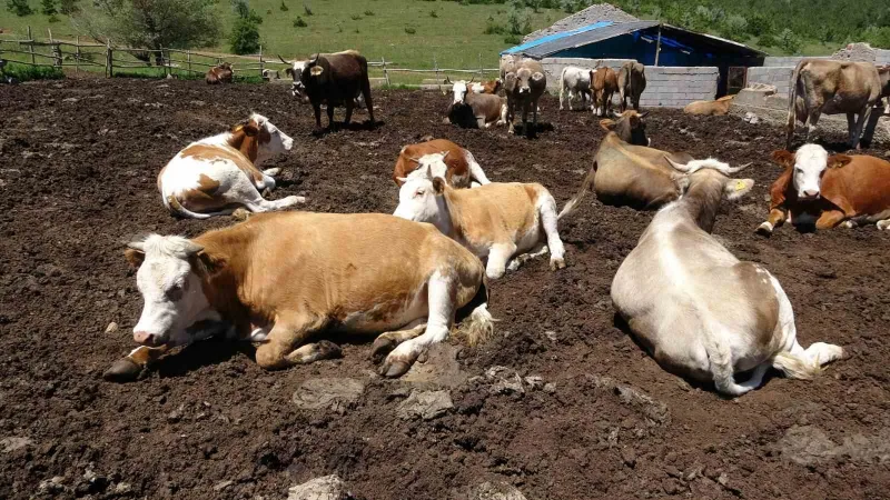 Yozgat’tan büyükşehirlere kurbanlık sevkiyatı başladı