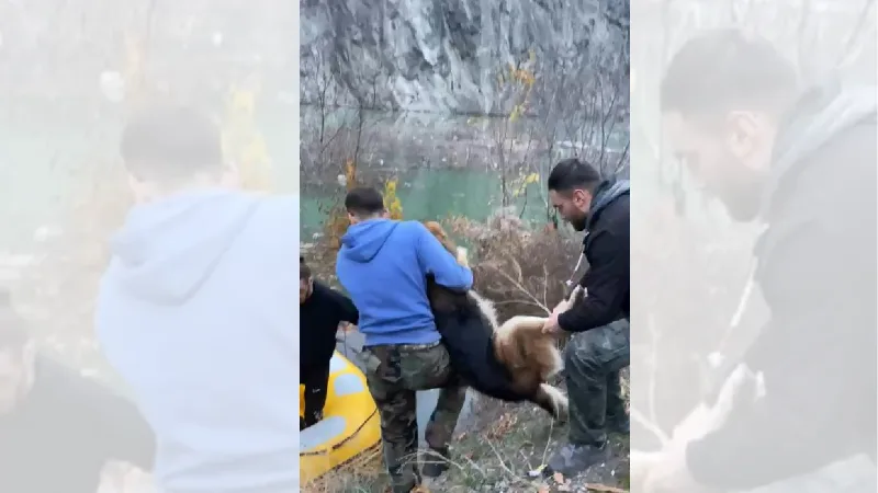 Suların yükseldiği Yusufeli’nde mahsur kalan köpek, botla kurtarıldı