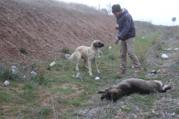 Otomobilin çarptığı erkek köpek öldü, dişi köpek 1 hafta başında bekledi