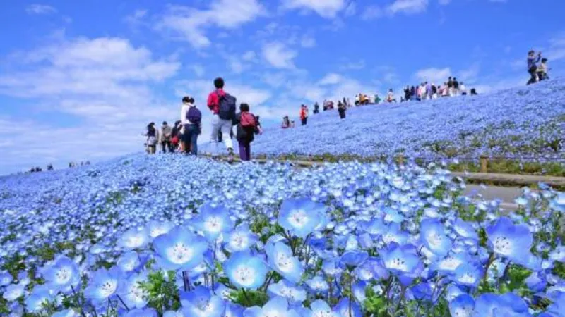 Dünyaca ünlü Japon parkında milyonlarca mavi özlem çiçeğinin açması bekleniyor