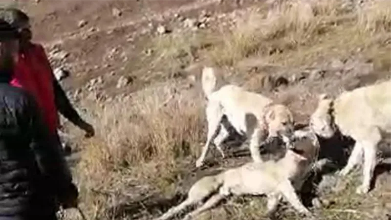 Muş'ta köpekleri dövüştürüp, kayda alan 3 kişiye gözaltı