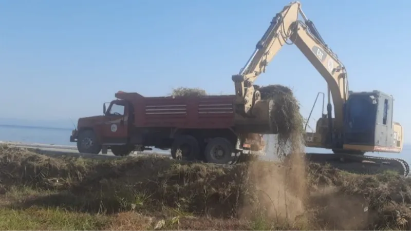 Muğla Milas'ta mevsimlik bakım ve budama