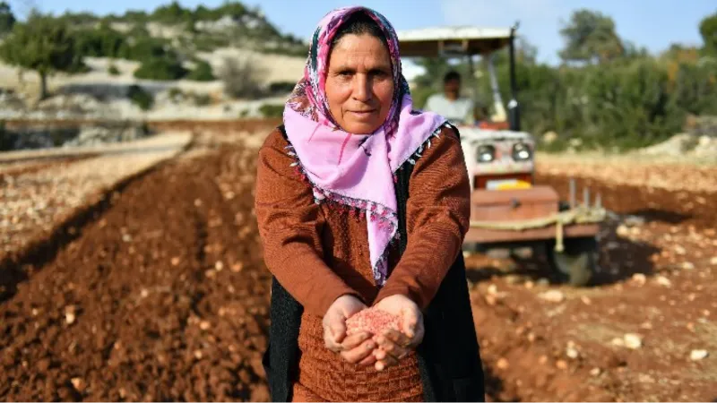 Yerel buğday gelecek nesillere aktarılıyor