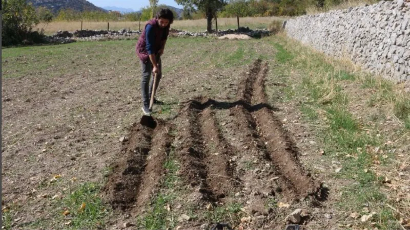 Antalyalı üreticilere lale soğanı dağıtıldı