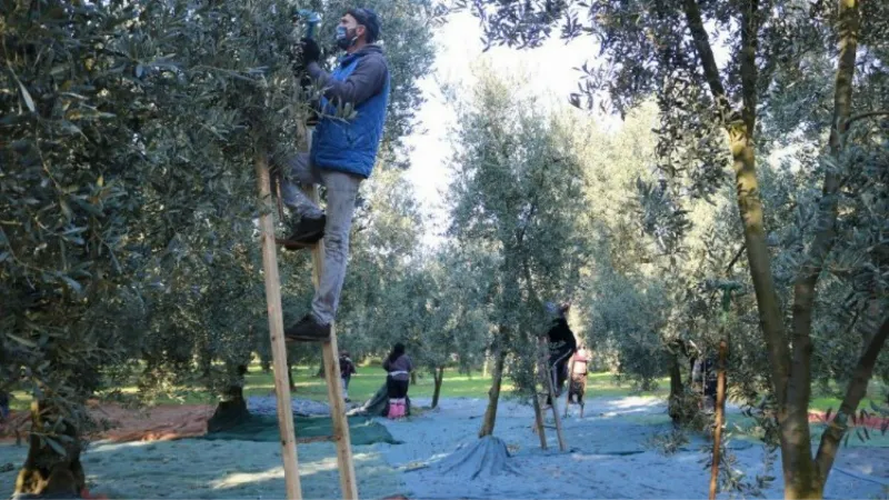 Marmarabirlik'ten zeytin üreticisine ikinci ödeme