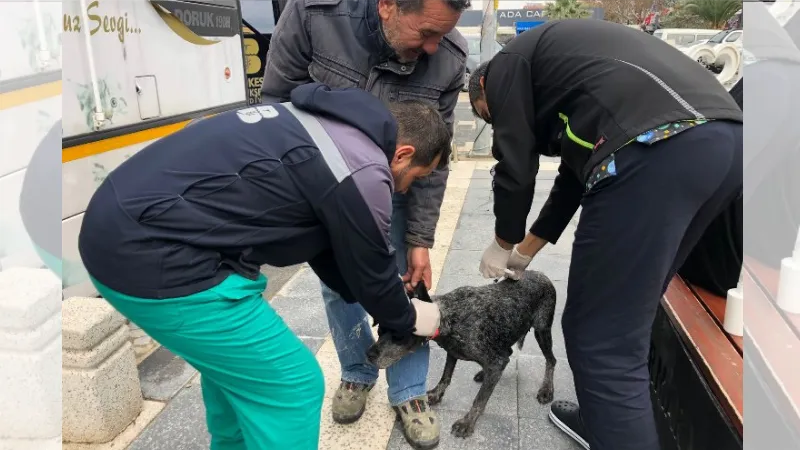 VETBÜS can dostların imdadına koşuyor