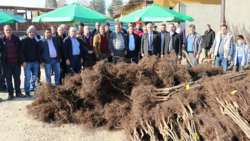 Manisa'da üreticilere Büyükşehir'den meyve fidanı katkısı