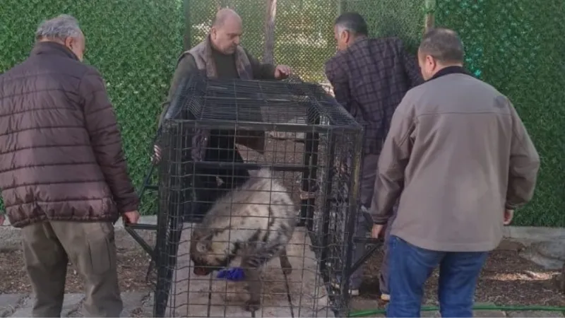 Adıyaman'daki çizgili sırtlan Şanlıurfa'da rehabilite edilecek