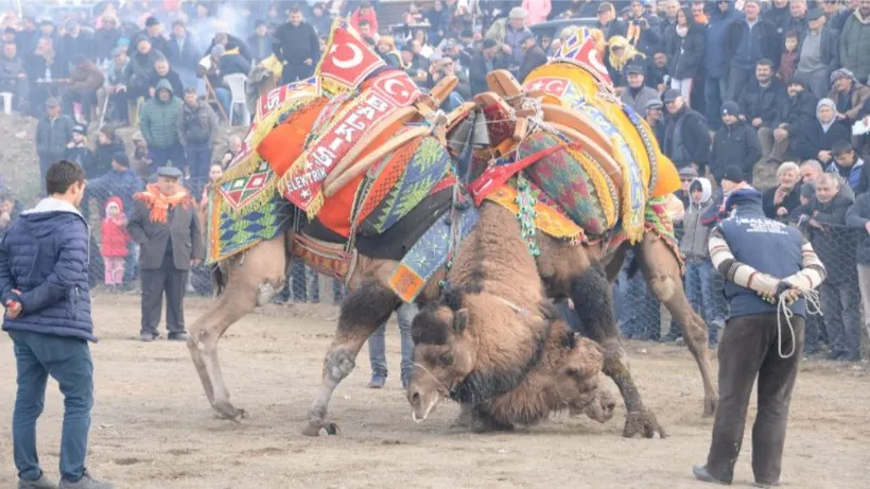 Develer Bergama'da güreşecek