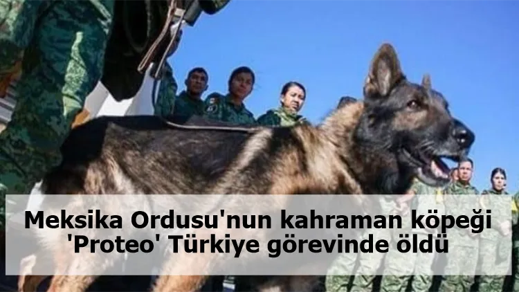 Meksika Ordusu'nun kahraman köpeği 'Proteo' Türkiye görevinde öldü
