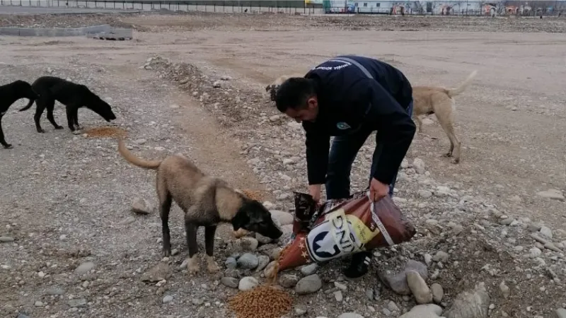 Manisa afet bölgesindeki can dostlarını unutmadı