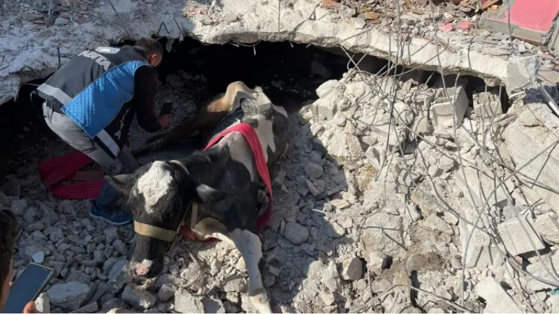 17 gündür Antakya'da enkaz altında olan inek canlı kurtarıldı