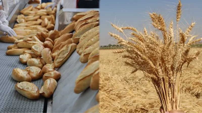 Hem ekmek üretiyor, hem de buğdayı