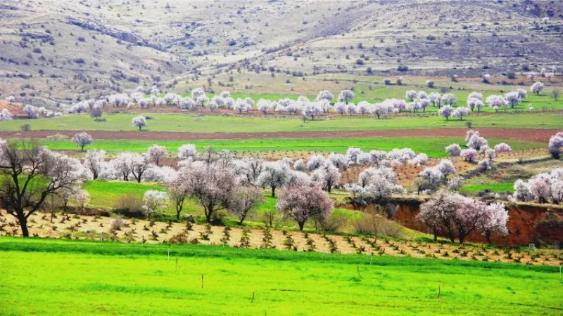 Mardin Yeşilli'de renk cümbüşü