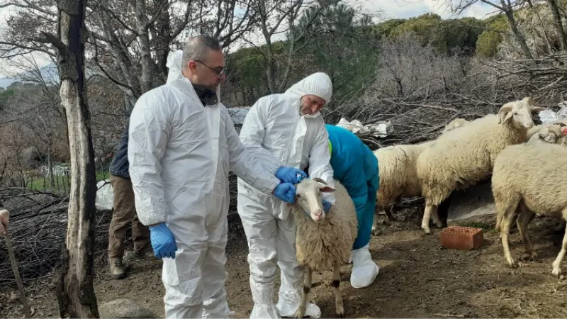 İzmit'teki küçükbaş hibelere 'şap' ertelemesi