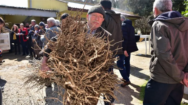 Çiftçiye erik ve hünnap desteği