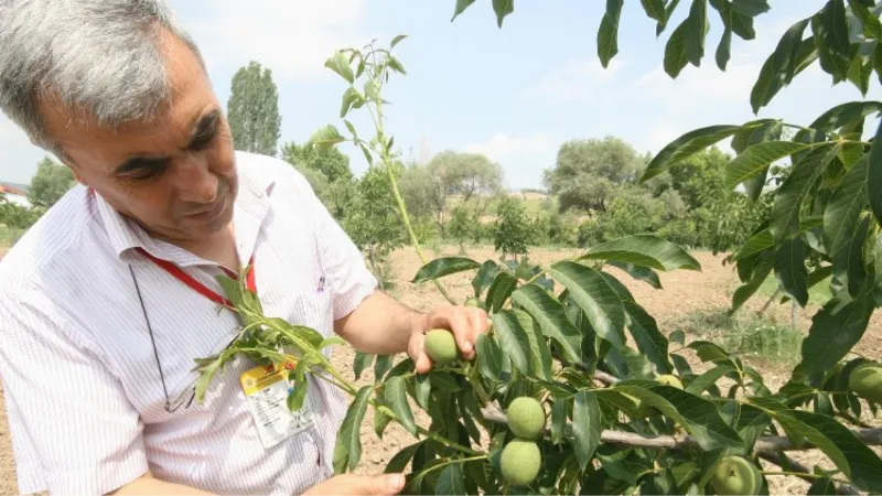 Bursa Yenişehirli meyve yetiştiricisine bilinçli budama çağrısı