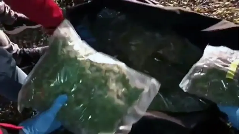 'Aşil', TIR'da valizlere gizlenmiş 120 kilo esrarı buldu