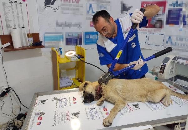 Yavruyken bağlanan telin boynunu kestiği sokak köpeği, tedaviye alındı