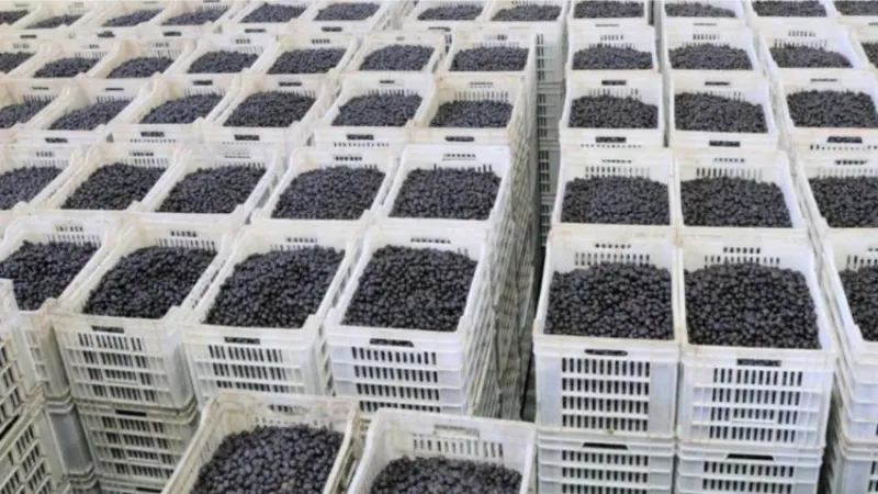 Marmarabirlik zeytin üreticisine olan borcu sıfırlıyor